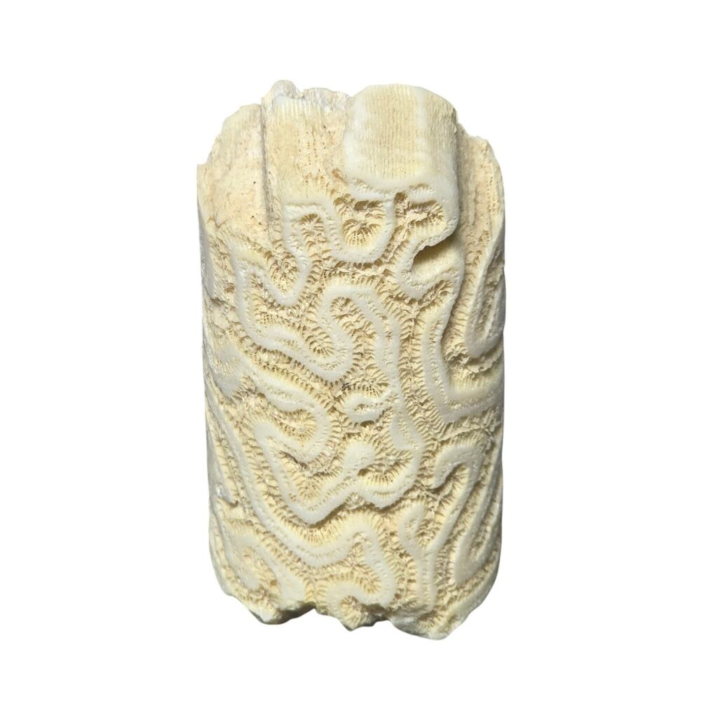Natural Brain Coral Skeleton Cylinder Specimen | Ocean Coastal Decor Fossil